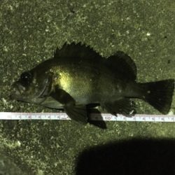 やっぱり尾崎❗️