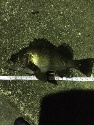 やっぱり尾崎❗️