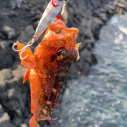 ショアジギングで根魚オンパレード