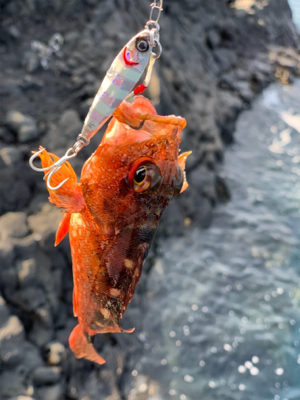 ショアジギングで根魚オンパレード