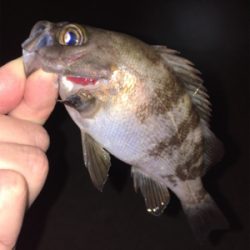 コロンコロンのメバル