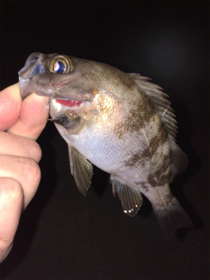 コロンコロンのメバル