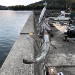 メバル シンペン