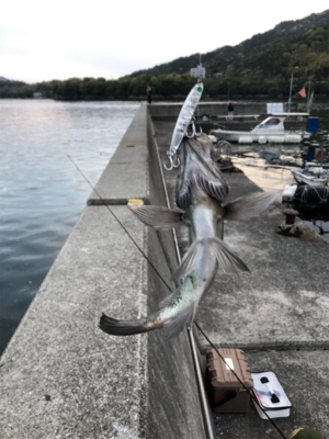 メバル シンペン