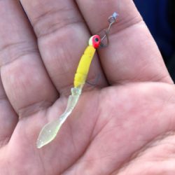 メバル狙いのガシラ