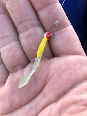 メバル狙いのガシラ