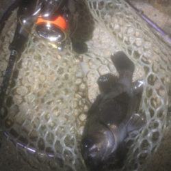 満月メバリング