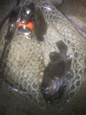 満月メバリング