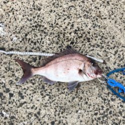 上五島釣行  記録更新♪