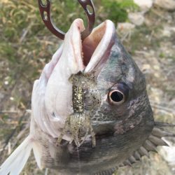 淀川ブリームゲーム 3連戦 2日目