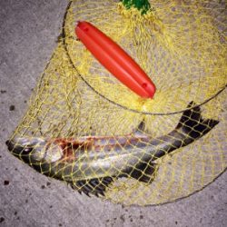 本命のカレイ釣れました