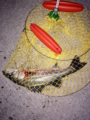 本命のカレイ釣れました