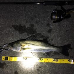 バチシーバスシーズンイン