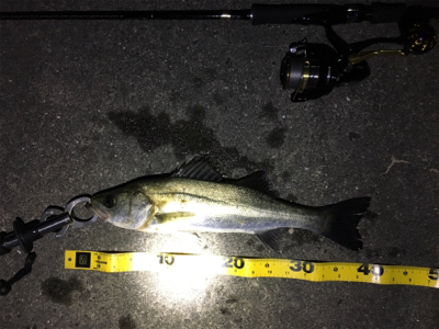 バチシーバスシーズンイン