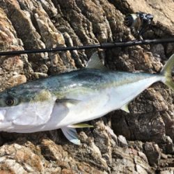 春のロックショア