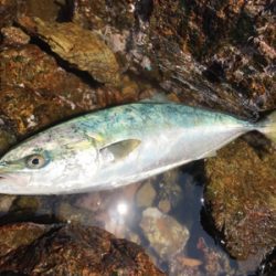 再びロックショア