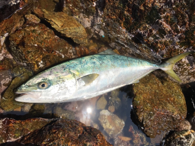 再びロックショア