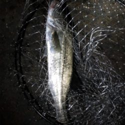 アジングのはずが