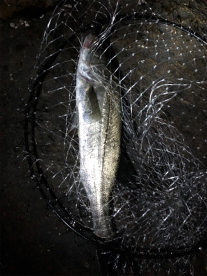 アジングのはずが