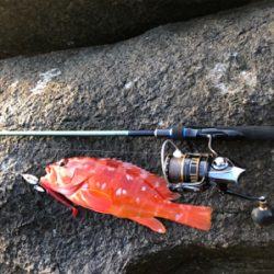 弁天ライトロックフィッシュゲーム