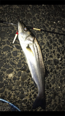 仕事終わり短時間シーバス