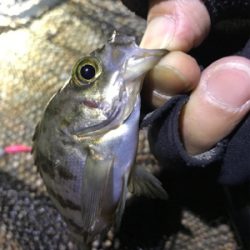 渋い メバリング(><)