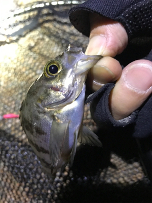 渋い メバリング(><)