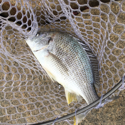 淀川ブリームゲーム 3連戦 3日目