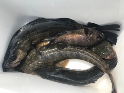 ボートシーバス→マゴチ→タイラバ