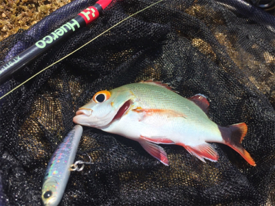 石垣ライトゲーム！！！