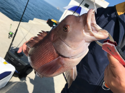 4ヶ月ぶりに太刀魚に出会えました♪