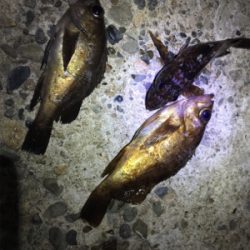 ナイトメバ&アジング