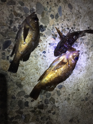 ナイトメバ&アジング