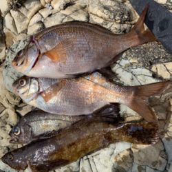 越前海岸フカセ釣り グレ