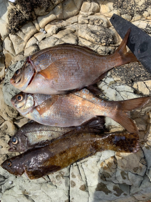 越前海岸フカセ釣り グレ