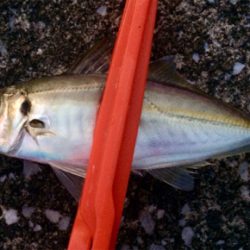 アジンガー1820〜1930