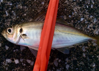 アジンガー1820〜1930