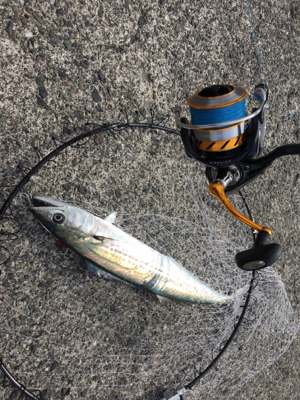 ライトショアジギング