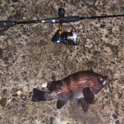 【須磨海岸】メバリングで3目釣り。尺メバルも。