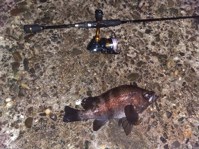 【須磨海岸】メバリングで3目釣り。尺メバルも。