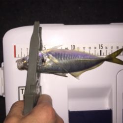 アジングで色々