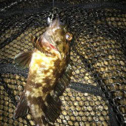 雨あがりの根魚釣り(^^)