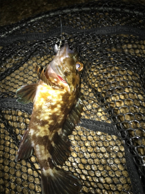 雨あがりの根魚釣り(^^)