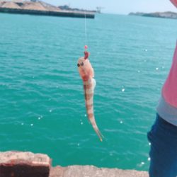 可愛いサイズですが釣れました