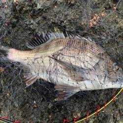 越前海岸フカセ チヌ