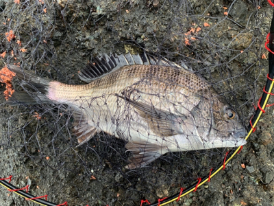 越前海岸フカセ チヌ