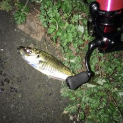 ナイトアジング