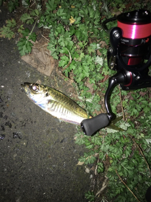 ナイトアジング