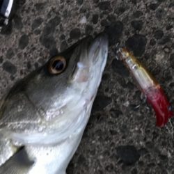 今日も南港、夕まずめ！