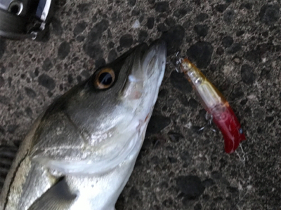 今日も南港、夕まずめ！